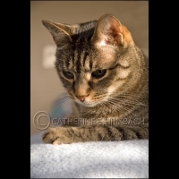 rascal head shot2 srgb copyrt.jpg
